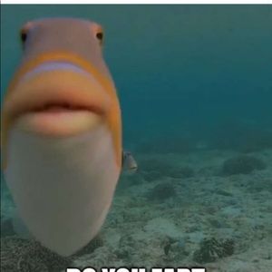 Meet your Posher, Harry